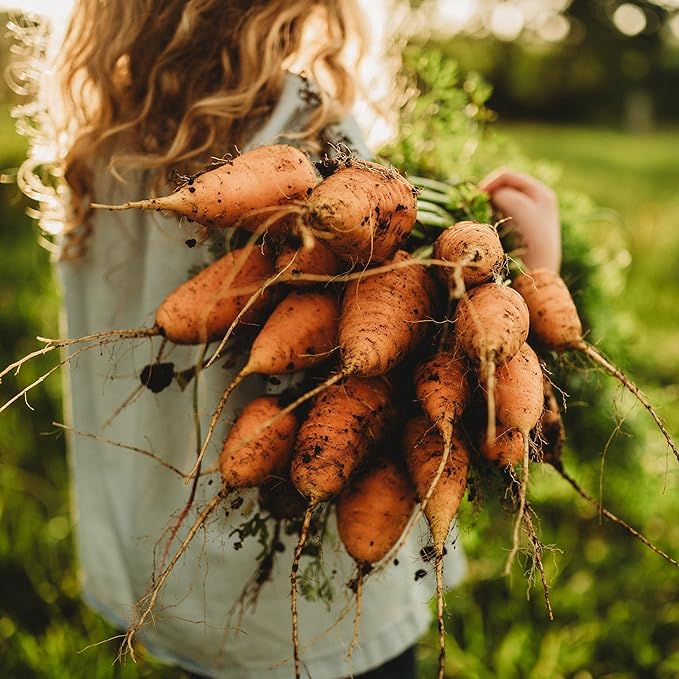 Oxheart (Guerande) Carrot - 150 Seeds - Rare Heirloom & Open-Pollinated Variety, Non-GMO Vegetable Seeds for Planting Indoors or Outdoors in Containers or The Home Garden, Thresh Seed Company