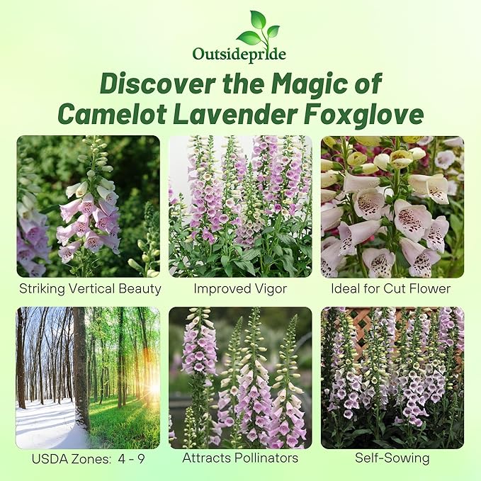 Outsidepride Digitalis Purpurea Camelot Lavender Foxglove Seeds – 25 Pcs Biennial, Prolific, Tall Growing Flower Seeds with Pollinator-Friendly Blooms for Shaded Gardens & Outdoor Landscapes