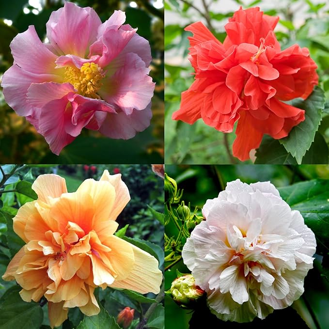 Mixrug Mix Hibiscus Seeds for Planting, 200pcs Rare Perennial Grandiflorus Giant Hibiscus Flower Seeds, Non-GMO Heirloom Beauty Blooms Flowers Plants for Home Garden Outdoors