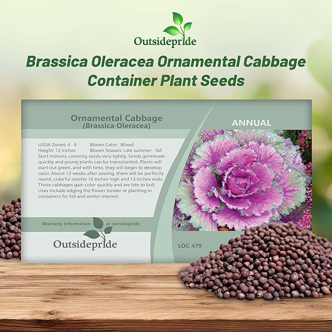 Outsidepride Ornamental Cabbage Flower Seeds - 1000 Pcs. Annual, Cold Tolerant & Low Maintenance, Flower Seeds for Planting Vibrant Mixed Blooms, Great for Garden Edging, Borders, & Container Displays