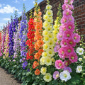 Hollyhock Seeds Mix Color (180 Seeds) – Tall Cottage Garden Flowers, Heirloom Malva Alcea Rosea, Easy to Grow Outdoor Flower Seeds for Garden Beds, Fences & Borders