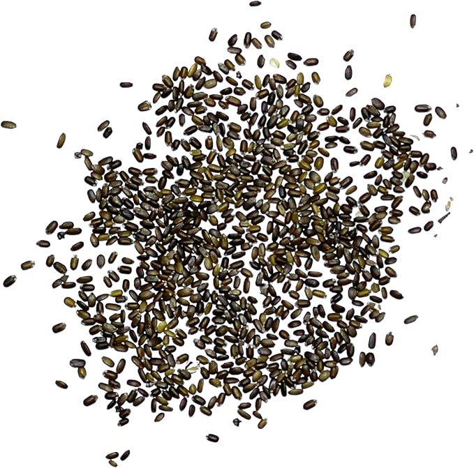 Seed Needs Panorama Mixed Bee Balm Seeds for Planting - Heirloom & Open Pollinated Perennial - Mixture of Colorful Flowers to Grow a Butterfly Garden (5 Packs)