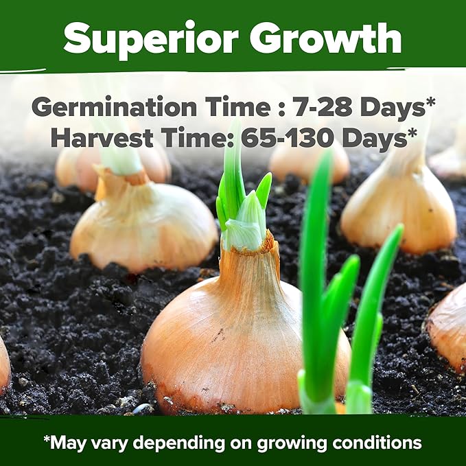 HOME GROWN 8 Onion Seeds for Planting 1,600 Heirloom Vegetable Seeds Grow Sweet, Yellow, Red, Spanish, Green & Vidalia Onions in Outdoor or Indoor Home Garden