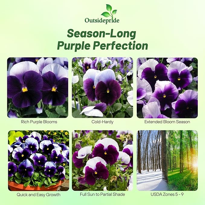Outsidepride Purple & White Bicolor Beaconsfield Viola Pansy Seeds for Planting - 1,000 Pcs. Cold-Hardy & Pollinator Friendly Flowers with Fragrant Blooms for Garden Beds, Borders & Container Displays