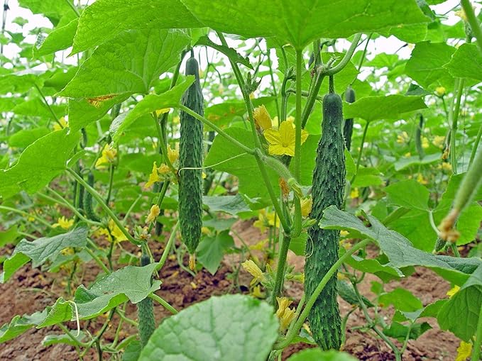CEMEHA SEEDS - Seeds Cucumber Burpless Chinese Miracle Giant Long Rare Pickling Non GMO Vegetable for Planting