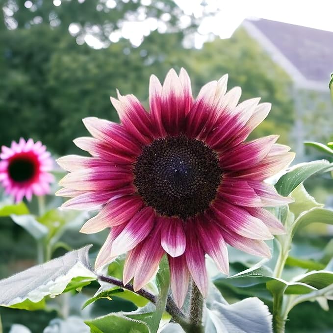 50pcs Rare Strawberry Pink Sunflower Seeds - Non-GMO, Heirloom Variety for Garden - Easy to Grow with Vibrant Pink Blooms