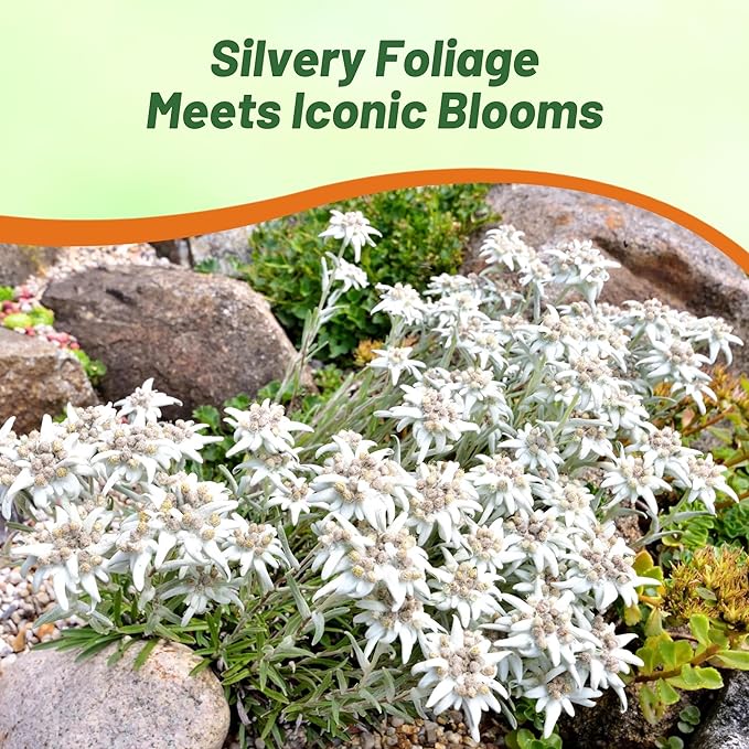 Outsidepride Edelweiss Seeds - 5000 Pcs. Perennial, Drought-Tolerant & Easy to Grow, Ground Cover Seeds for Planting Silvery Foliage & Clustered Wooly White Blooms for Xeriscaping & Versatile Uses
