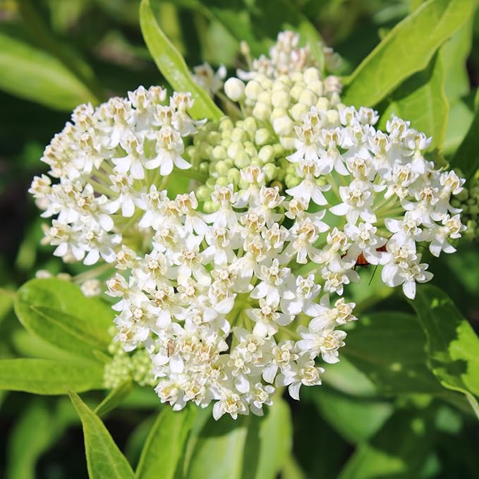 Seed Needs Milkweed Seeds for Planting Common Pink/Swamp White Asclepias Flowers - Heirloom Wildflowers to Attract Monarch Butterflies to a Butterfly Garden