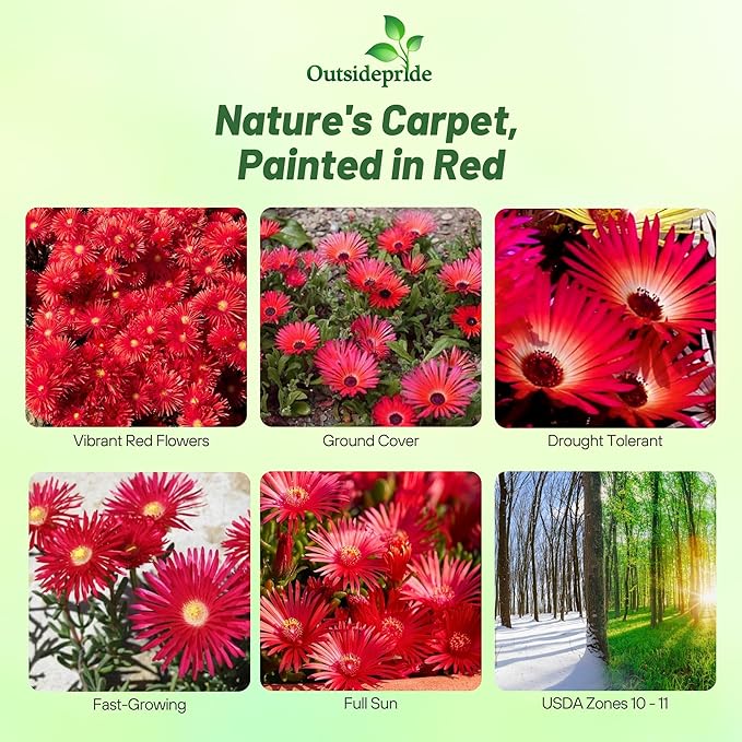 Outsidepride Gelato Red Ice Plant Seeds - 5000 Pcs Perennial, Drought Tolerant Ground Cover Seeds for Planting Vibrant Trailing Blooms, Ideal for Sunny Gardens & Xeriscape Landscaping