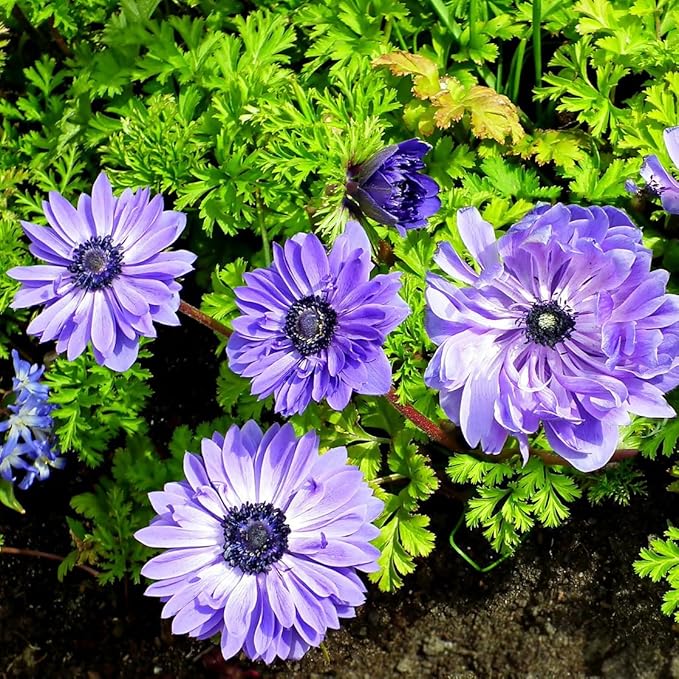 Lieutenant Anemone Flowers – 30 Bulbs | Vibrant Pink, Red, Blue, Purple & White Spring Blooms | Ideal for Cut Flowers, Garden Beds & Containers – Pollinator Friendly | Zones 3–10