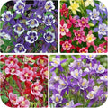 100+ Perennial Aquilegia Hybrida Swan Columbine Garden Flower Seeds for Planting Outdoors-Heirloom Non-GMO Flower Seeds