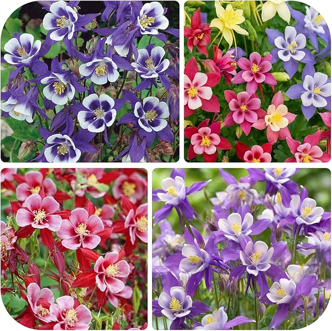 100+ Perennial Aquilegia Hybrida Swan Columbine Garden Flower Seeds for Planting Outdoors-Heirloom Non-GMO Flower Seeds