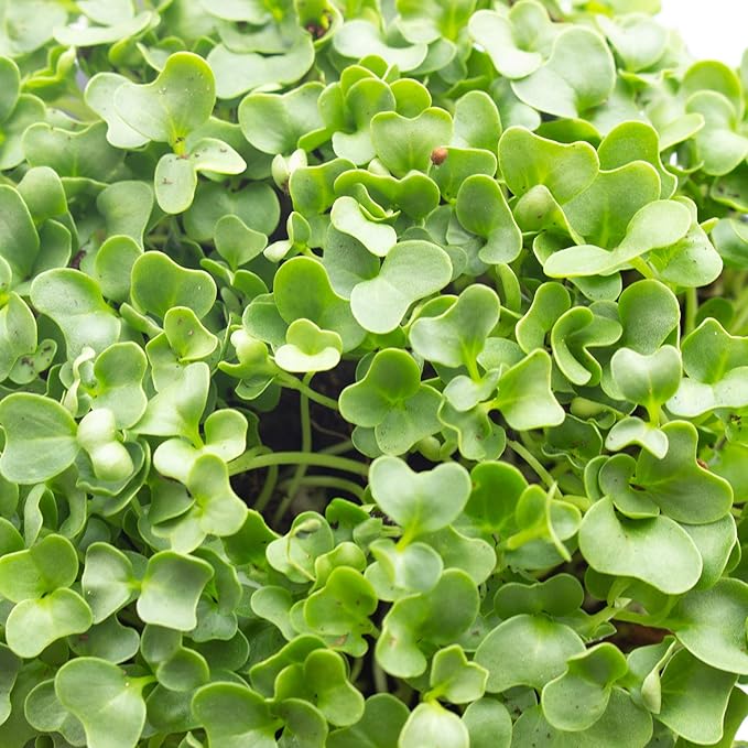 Kale Microgreens Seeds - 4 Oz ~32,000 Seeds - Non-GMO - Seed for Growing Micro Greens - Premium, High Germination Rate Seed - Brassica oleracea