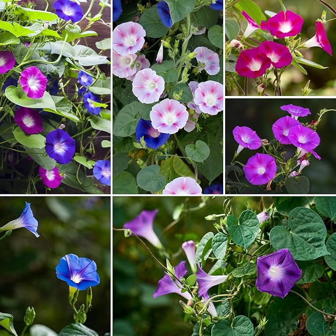 Morning Glory Seeds, Mix Color and Tall, Large Pack 1 Ounce Climbing Vine Flower Seeds Fast Growing for Planting Outdoors, Open Pollinated | Non-GMO | Heirloom | USDA 2-11