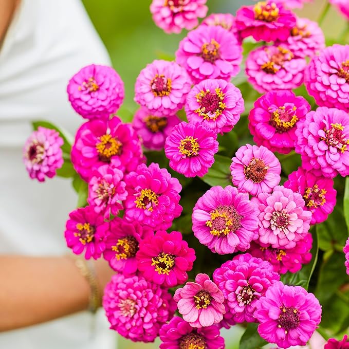 Eden Brothers Zinnia Seeds - Lilliput Purple, Non-GMO Seeds for Planting, 1/4 lb | Low-Maintenance Flower Seeds, Plant During Spring, Zones 3, 4, 5, 6, 7, 8, 9, 10