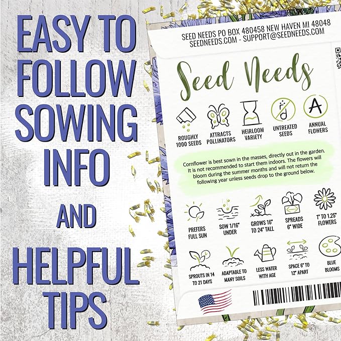 Seed Needs Cornflower Seeds for Planting Dwarf Blue Bachelor's Button Wildflowers - Heirloom & Open Pollinated Flowers to Plant and Grow an Outdoor Home Grown Butterfly Garden (2 Packs)