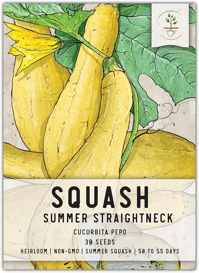 Seed Needs, Straightneck Squash Seeds - 30 Heirloom Seeds for Planting Cucurbita pepo - Delicious Edible Summer Squash to Plant an Outdoor Garden (1 Pack)