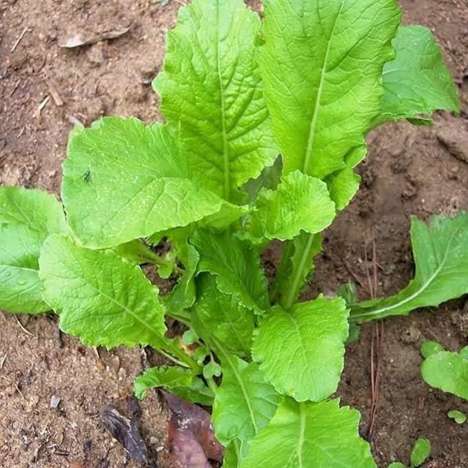 Turnip Seeds,Turnip, Seven Top, Heirloom, 100 Seeds, Non GMO,vegatable