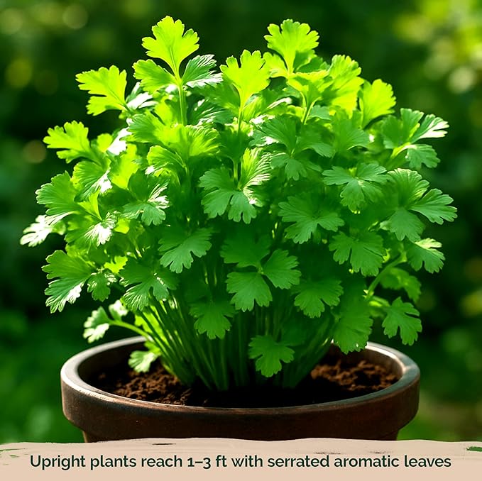 KVITER 1000 Slow Bolt Cilantro Seeds (Coriandrum sativum) - Cilantro Organic Seed, Slow to Bolt Coriander Seed, Aromatic Leaves - Herb Seeds for Planting in Outdoor & Indoor Garden