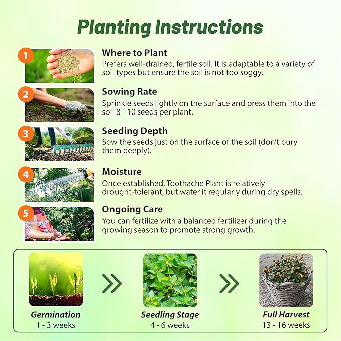 Outsidepride Toothache Plant Seeds - 10000 Pcs. Perennial, Easy to Grow & Pollinator Friendly, Herb Seeds for Planting Ornamental, Pompom-Shaped Yellow Blooms for Culinary Creations & Herb Gardens