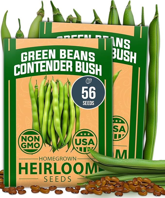 HOME GROWN Contender Bush Seeds - 56 Non GMO Heirloom Green Beans for Planting - Emergency Food Supply (Phaseolus vulgaris)