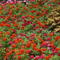 Eden Brothers Zinnia Seeds - Zahara Double Cherry & Double Fire