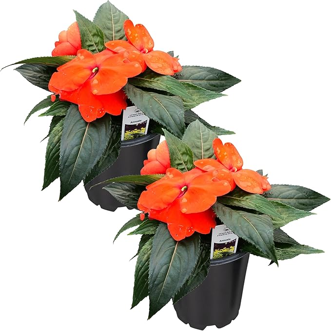 Live Flowering New Guinea Impatiens - Orange (2 Plants Per Pack), Beautiful Shade Flowers, 12" Tall by 5" Wide in 1 Qt Pot