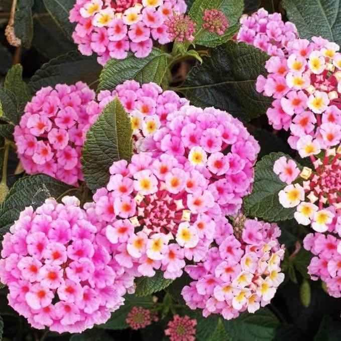 Lantana Flower Seeds for Planting - Mix Color Lantana Seeds to Plant Non-GMO Perennial Flower Garden Outdoor