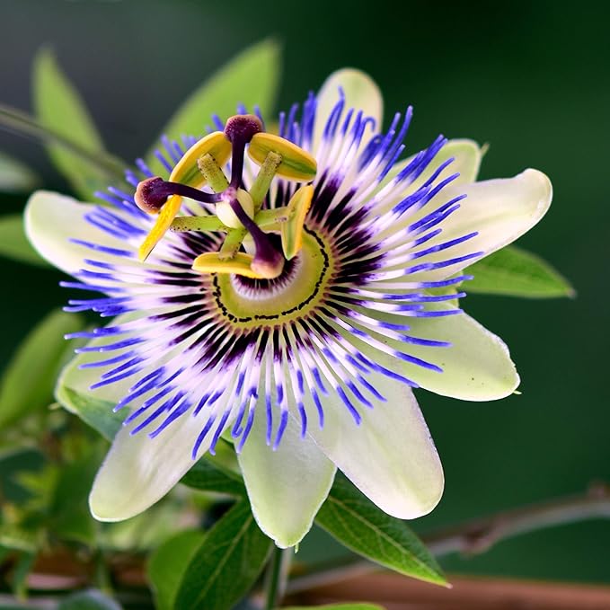 Outsidepride Passion Flower Seeds - 100 Pcs. Perennial, Fast-Growing & Pollinator Friendly, Flower Seeds for Planting Tall, Fragrant & Vibrant Star-Shaped Blooms for Trellises, Fences & Arbors