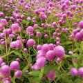 Outsidepride Rose Gomphrena Seeds - 1000 Pcs Annual, Heat & Drought Tolerant, Pollinator Friendly Globe Amaranth Seeds for Planting w/Vibrant Round Blooms for Beds, Borders, and Arrangements