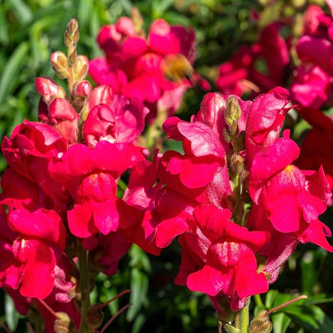 Outsidepride Ruby Snapdragon Seeds - 10000 Pcs Annual Flower Seeds for Planting, Frost-Tolerant, Pollinator-Friendly Cool-Season Plant with Attractive Blooms for Cut Flower Arrangements