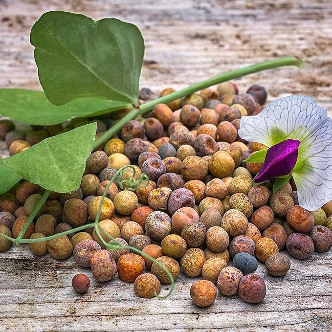 Food Plot Seeds for Planting - Grow Food for Deer, Turkey, Elk, Phesants, Quail and Other Wild Game (Winter Peas - 8 Oz.)