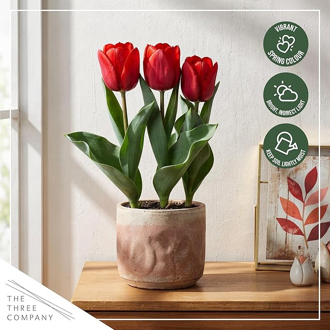Live Flowering Tulip (4 Per Pack) - Red, Beautiful Spring Bulbs, Ships Dormant in 1 Pint Pot, Blooms in 2-3 Weeks
