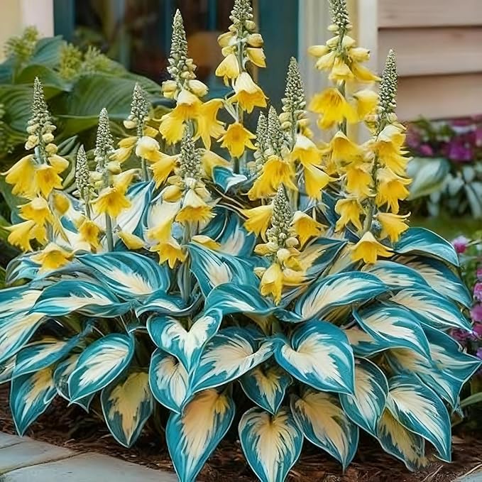 Hosta Flower Seeds, 220pcs, Perennial Shade Plant with Lush Foliage, Ideal for Woodland & Home Gardens