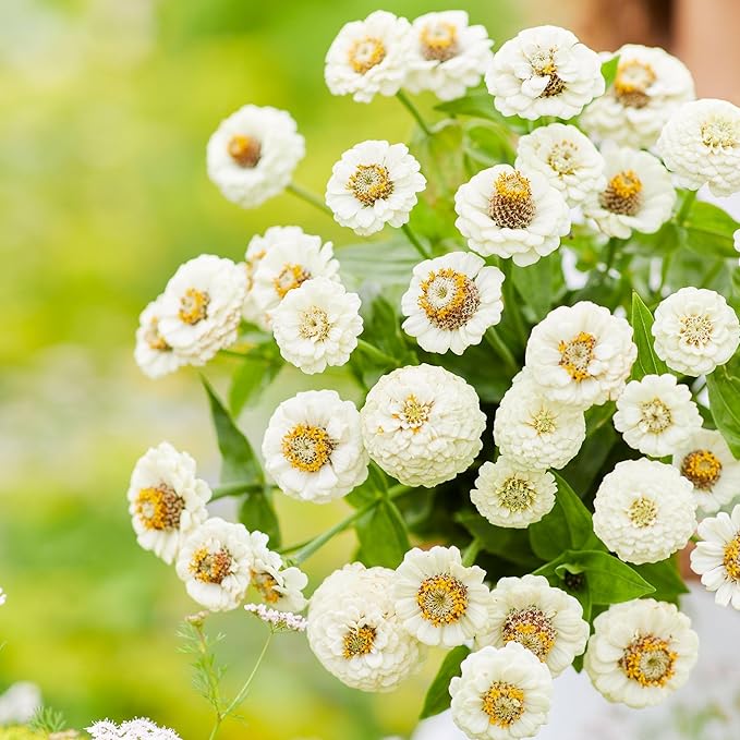 Eden Brothers Zinnia Seeds - Lilliput White, Non-GMO Seeds for Planting, 1/4 lb | Low-Maintenance Flower Seeds, Plant During Spring, Zones 3, 4, 5, 6, 7, 8, 9, 10