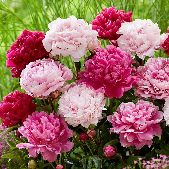 150+ Perennial Peony Flower Seeds for Planting Heirloom Peony Poppy Seeds Open Pollinated Attract Butterflies Outdoor and Indoor