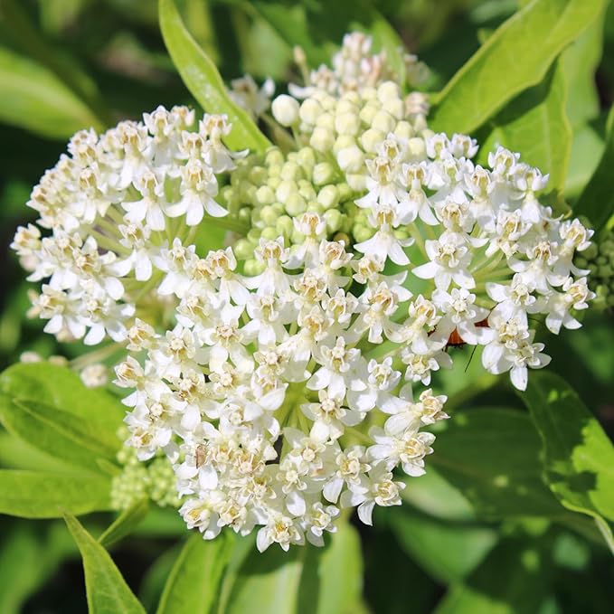 Seed Needs Milkweed Seeds for Planting Butterfly Orange/Swamp White Asclepias Flowers - Heirloom Wildflowers to Attract Monarch Butterflies to a Butterfly Garden