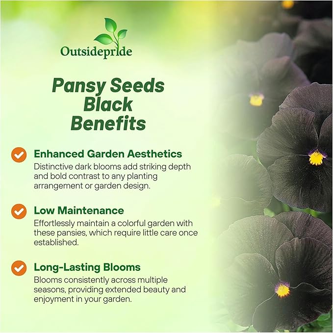 Outsidepride Black Viola Pansy Seeds for Planting - 1,000 Pcs. Biennials, Trailing, Cold-Hardy & Pollinator Friendly Flowers with Fragrant Blooms for Garden Beds, Borders & Container Displays