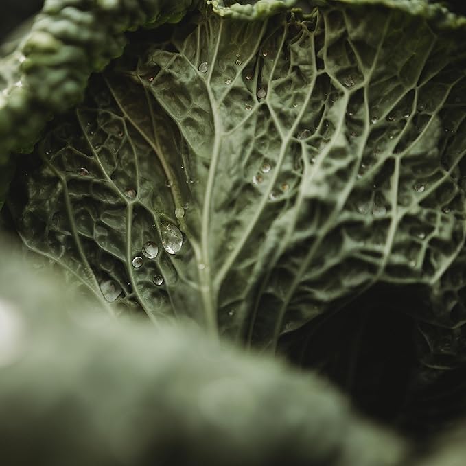 Savoy Perfection Cabbage - 100 Seeds - Heirloom & Open-Pollinated Variety, Non-GMO Vegetable Seeds for Planting Outdoors in The Home Garden, Thresh Seed Company