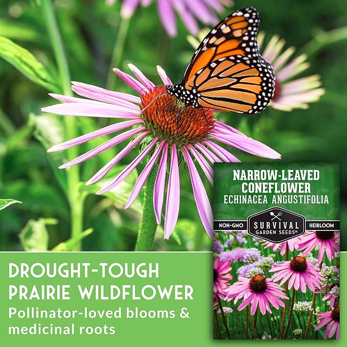 Survival Garden Seeds - Narrow-Leaved Coneflower Seeds for Planting | Echinacea angustifolia | Drought-Tolerant Medicinal | Native Prairie Plant - 1 Pack