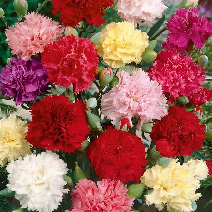 Outsidepride Chabaud Mix Carnation Seeds - 2000 Pcs Perennial, Easy to Grow Flower Seeds for Planting with Fragrant Blooms, Ideal for Pollinators, Cutting Gardens, Bouquets, & Floral Arrangements