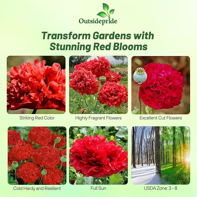 Outsidepride Peony Poppy Seeds for Planting - 5,000 Pcs Annual, Drought-Tolerant & Easy to Grow Wildflower Seeds with Vibrant Red Blooms for Landscaping, & Pollinator Garden