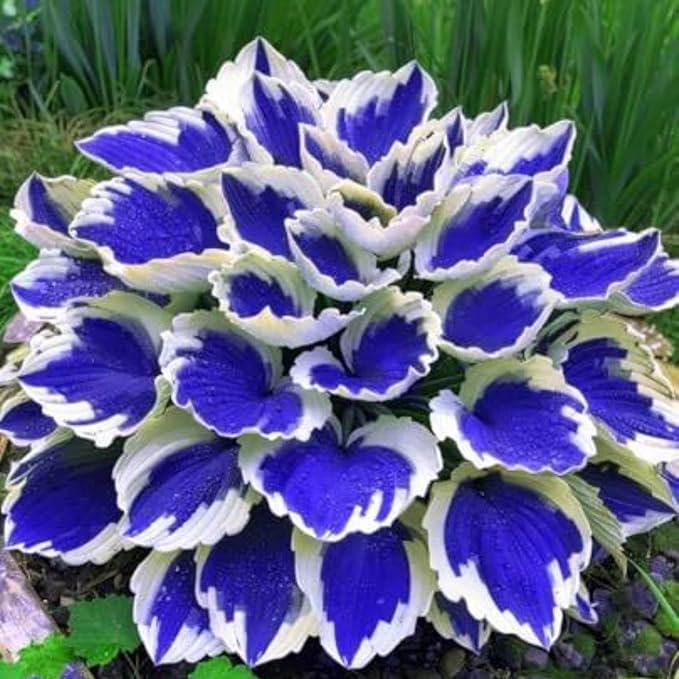 350+ Hosta Seeds Heart-Shaped Hosta Bare Roots - Rich Foliage, Heart Shaped Leaves, Exotic Hostas Drought Tolerant Colorful Hosta Plants