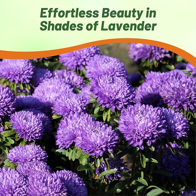 Outsidepride Gremlin Aster Seeds - 1000 Pcs. Annual, Hardy & Pollinator Friendly Flower Seeds for Planting Vibrant Lavender Blooms and Oval-Shaped Leaves, Great for Meadows & Aesthetic Gardens