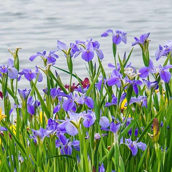 Mixrug Iris Seeds for Planting, 70pcs Non-GMO Heirloom Perennial Violet Iris Flower Seeds, Rare Beauty Home Garden Blooming Flowers Plants for Outdoors Indoors