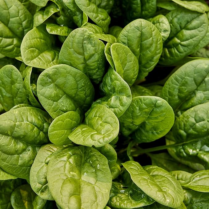 Burpee Bloomsdale Long Standing Spinach Seeds - Heirloom, Slow-Bolting