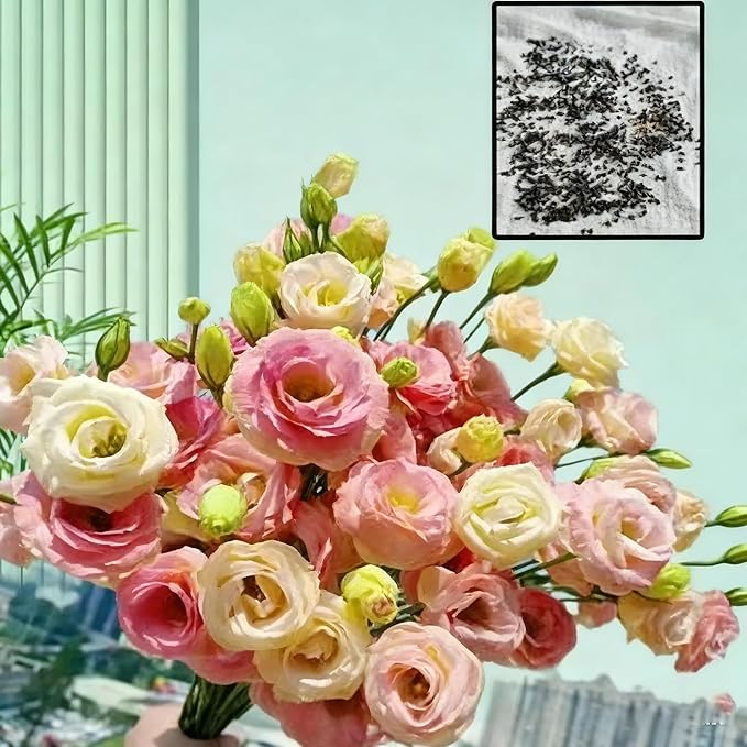 Lisianthus Flower Seeds for Planting, 1000 Mix Color Annual Lisianthus Seeds, Non-GMO Thornless Lisianthus Flowers Seed for Home Garden Outdoor