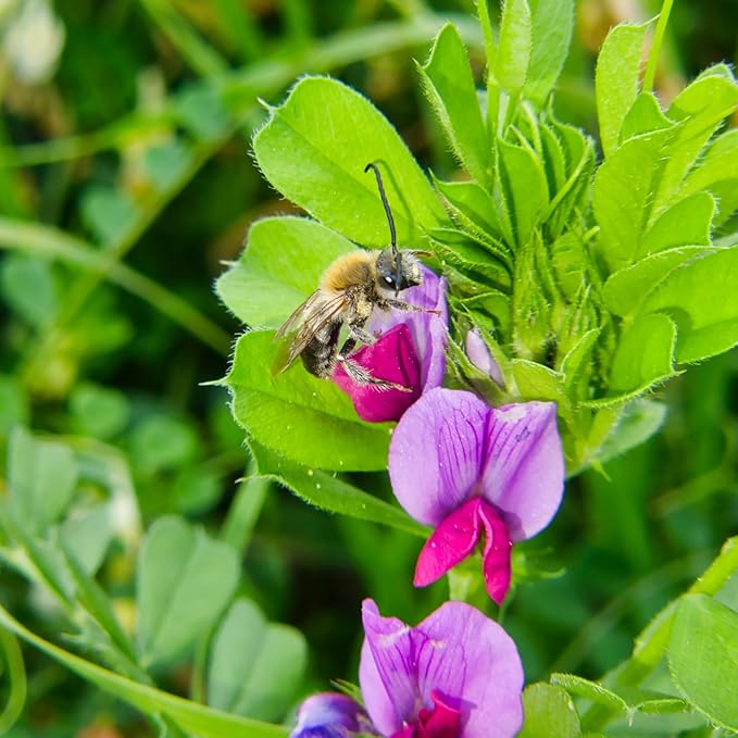 Cover Crop Seed Mix Organic - Pollinator & Bee Friendly Cover Crop Mix - 1/4 lb ~3,800 Seeds - Clover Cover Crop Blend - Includes Hairy Vetch Cover Crop Seeds, Crimson Clover, Peas, & Oats