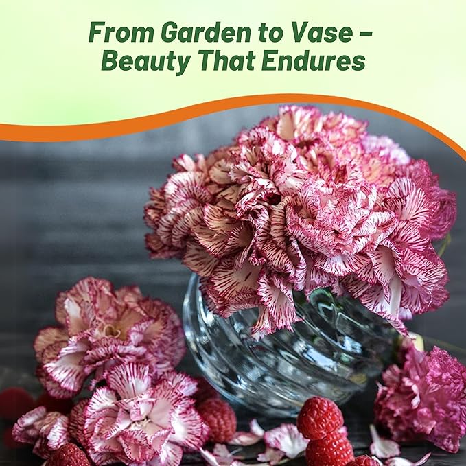 Outsidepride Raspberry Ripple Carnation Seeds - 100 Pcs Perennial, Easy to Grow Flower Seeds for Planting with Fragrant Blooms, Ideal for Pollinators, Cutting Gardens, Bouquets, & Floral Arrangements