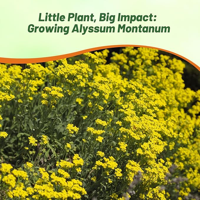Outsidepride Mountain Gold Alyssum Seeds - 5000 Pcs Perennial, Drought-Tolerant & Pollinator-Friendly Ground Cover Seeds w/Fragrant Yellow Blooms for Low-Growing Xeriscaping & Outdoor Planting